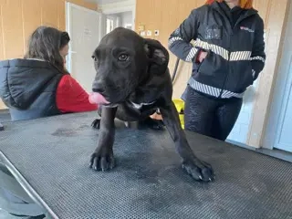 Lucas, PS in Ungarn, ist ein typischer Welpe