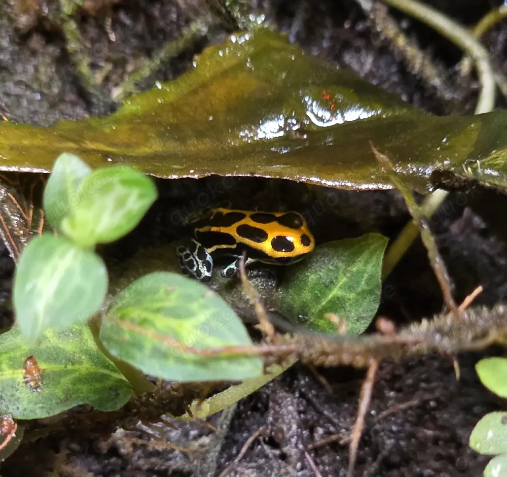 Ranitomeya amazonica "Arena Blanca"