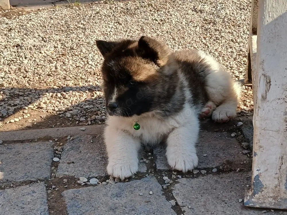  3 süße Welpen Abgabebereit ab 30.3.26