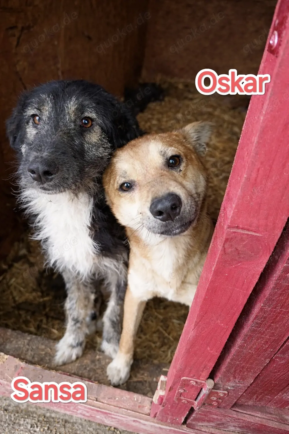 Sansa sucht ihre Menschen