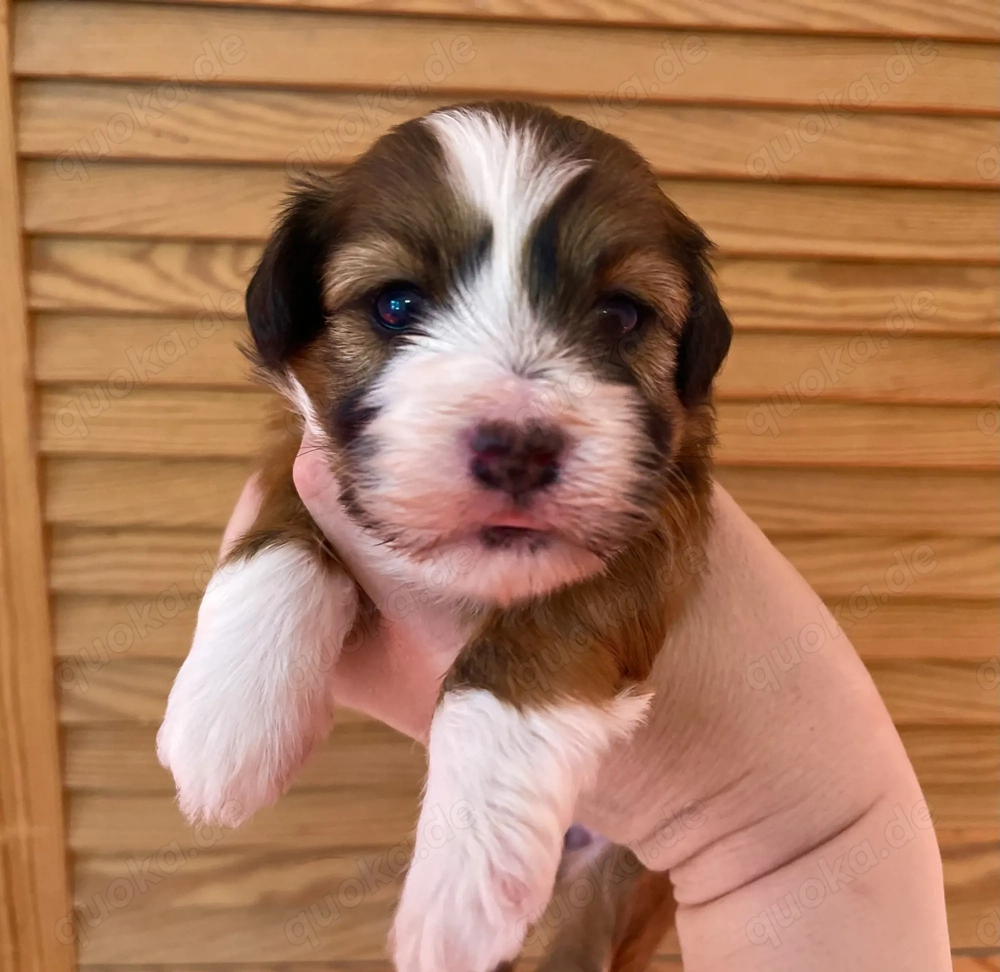 Havaneser Welpen mit Stammbaum  Abgabe Juni