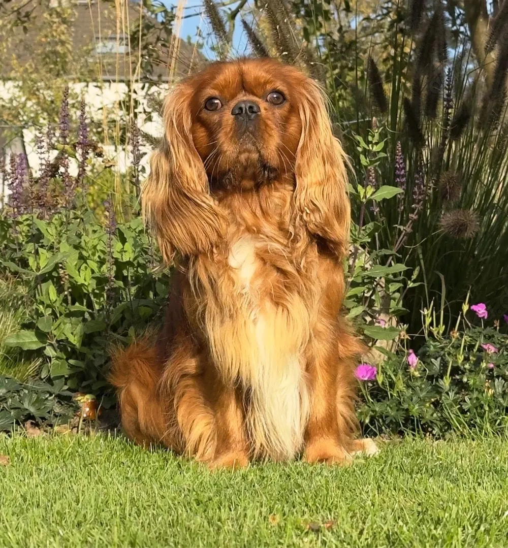 Cavalier King Charles Spaniel Deckrüde ruby !kein Verkauf!