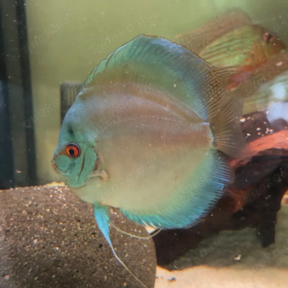 3 Diskus Weibchen abzugen 