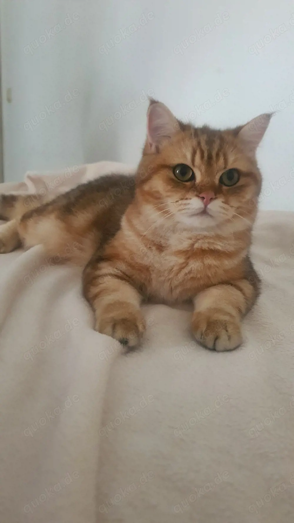 British Shorthair  Kitten  