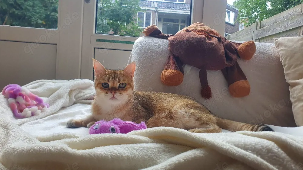 2 British Shorthair Katzen (Pärchen), 3 Jahre, mit Papieren   nur zusammen abzugeben
