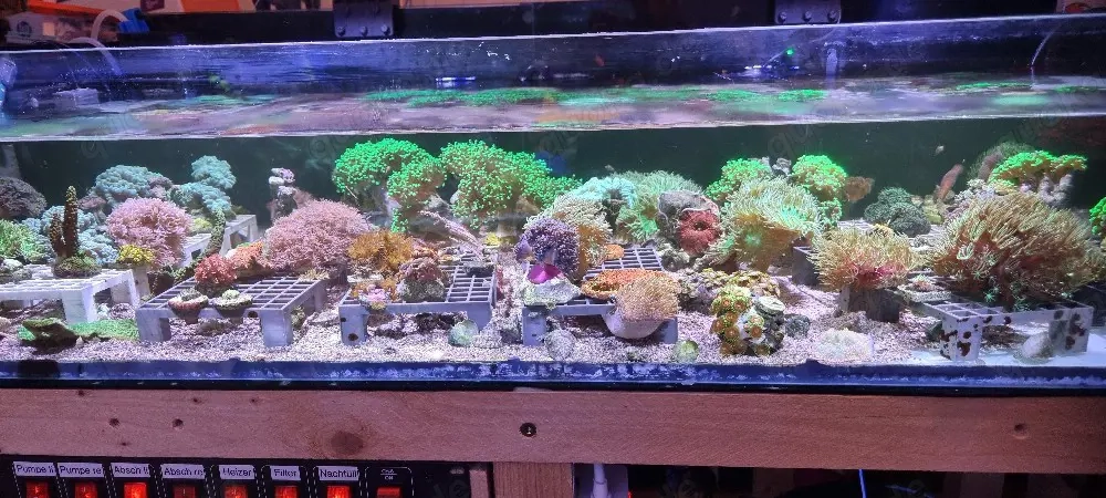 Ableger Meerwasser ab 10 Euro