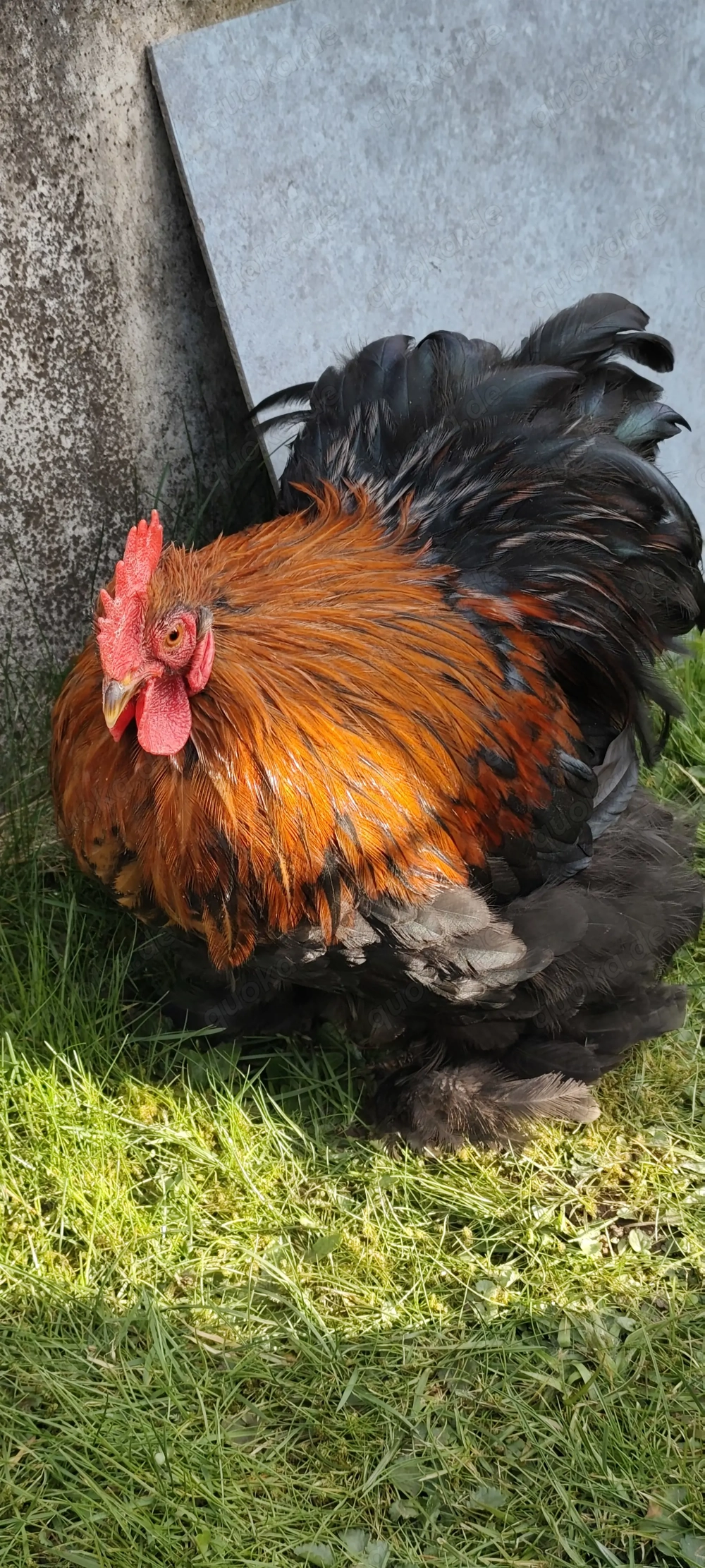 Zwergcochin Hähnchen 
