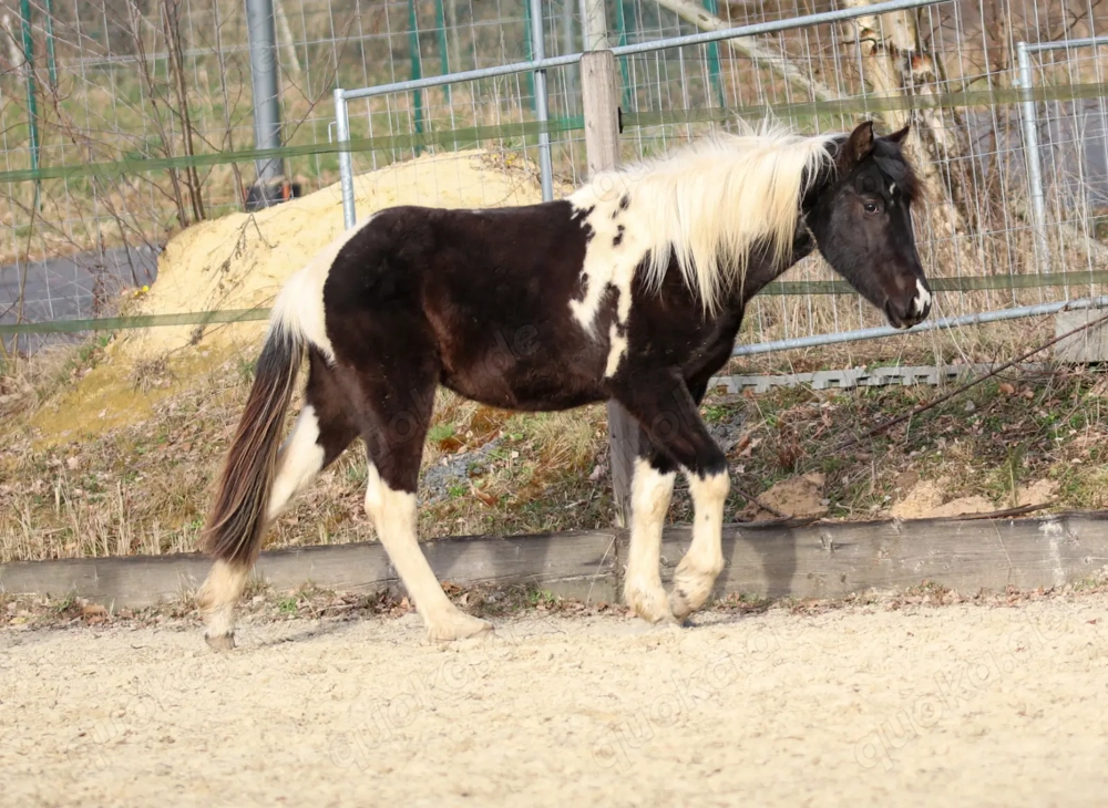 Lewitzer Scheck Hengst 