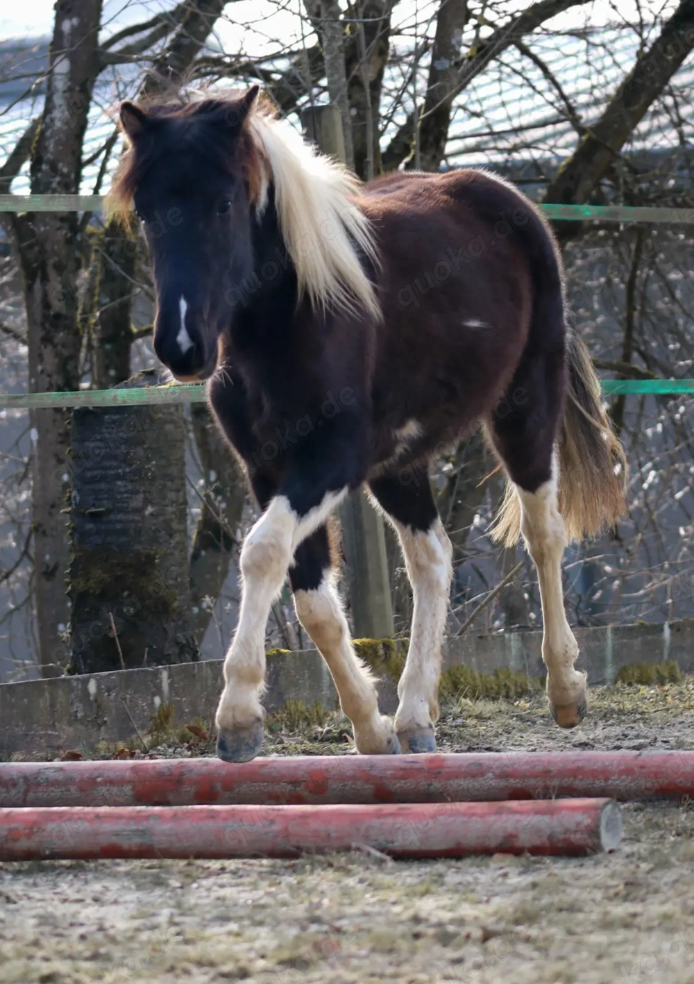 Lewitzer Scheck Stute 