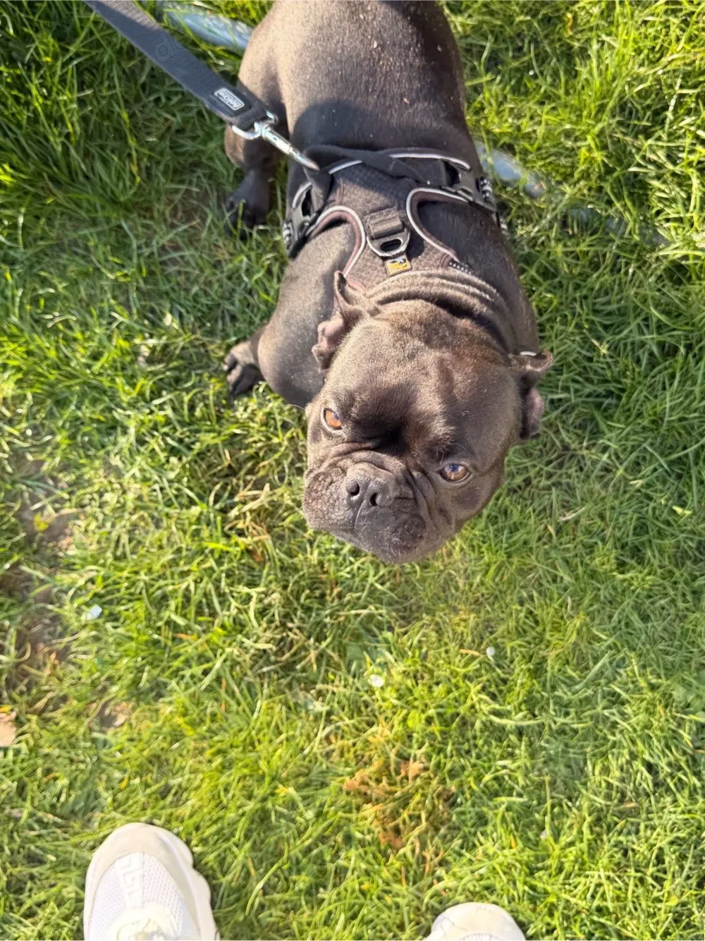 französische Bulldogge