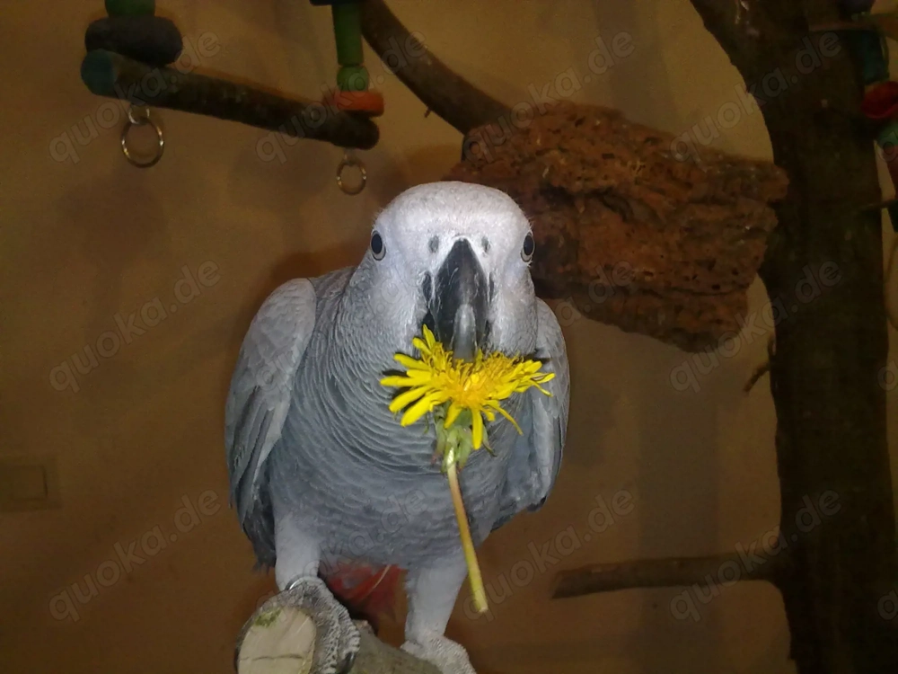 1,1 Graupapageien abzugeben