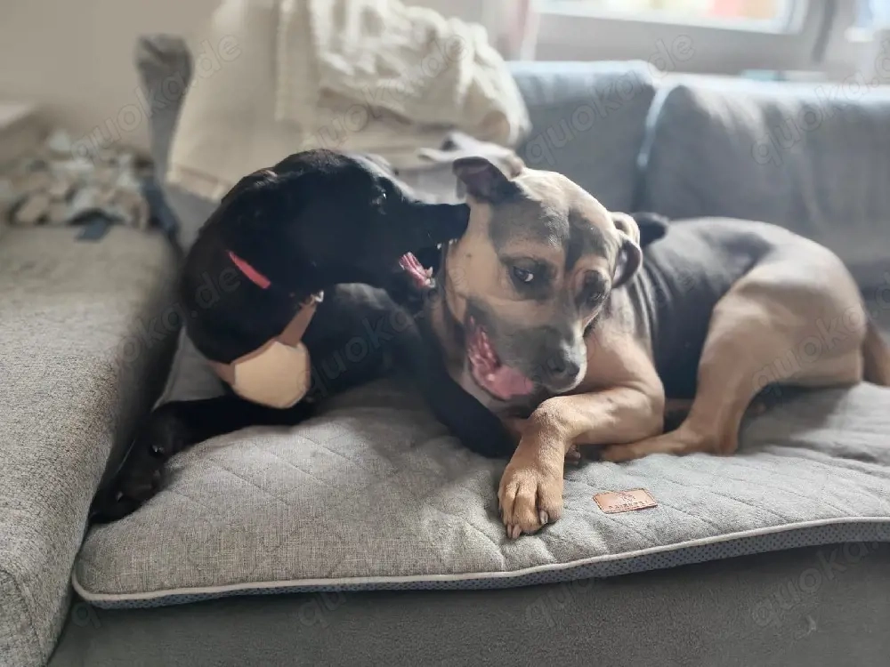 Lani sucht ein neues Zuhause