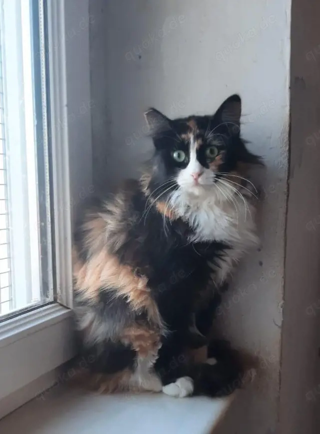 Marble, 2 Jahre, Fiv positiv, Wohnungshaltung, einzeln