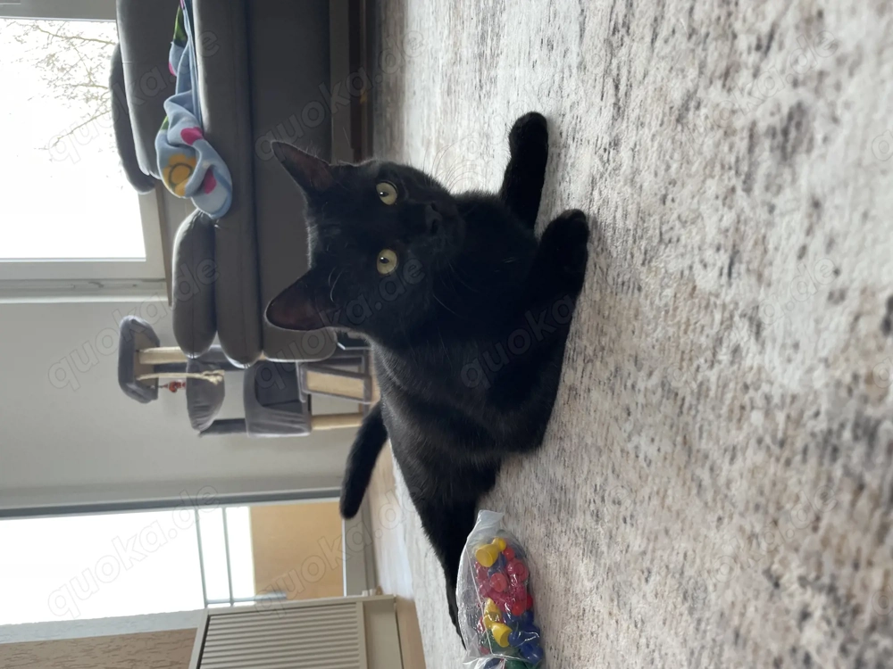 Lieber Kater sucht ein neues zu Hause 