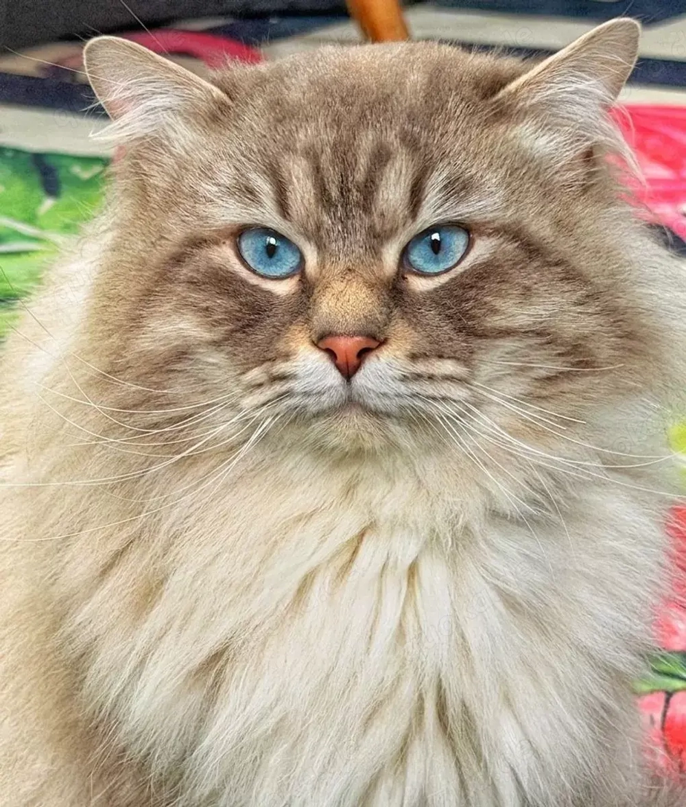 Neva Masquerade Deckkater in 89269 Vöhringen