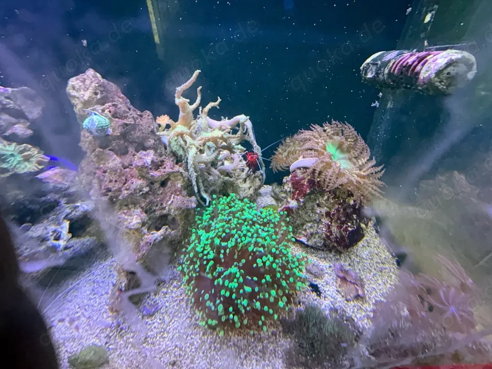 Meerwasser Aquarium red sea