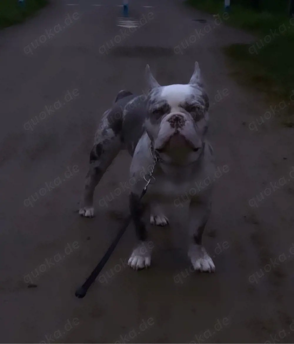 französiche bulldoge deckrüde 