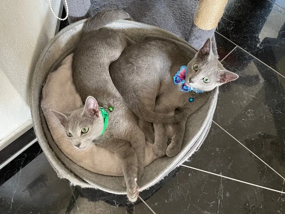  Kastrierte Russisch Blau  mit Stammbaum