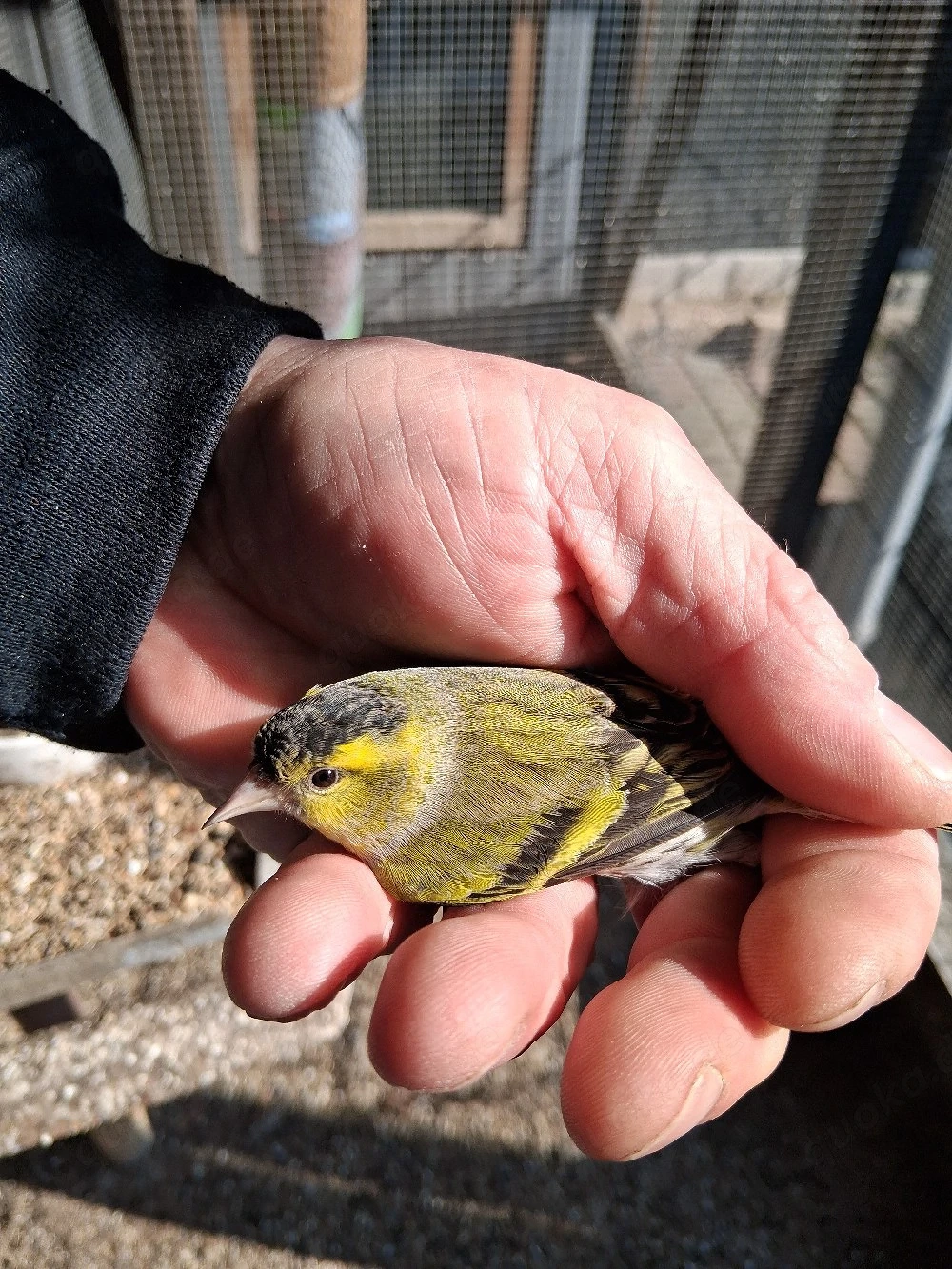 Erlenzeisige abzugeben 