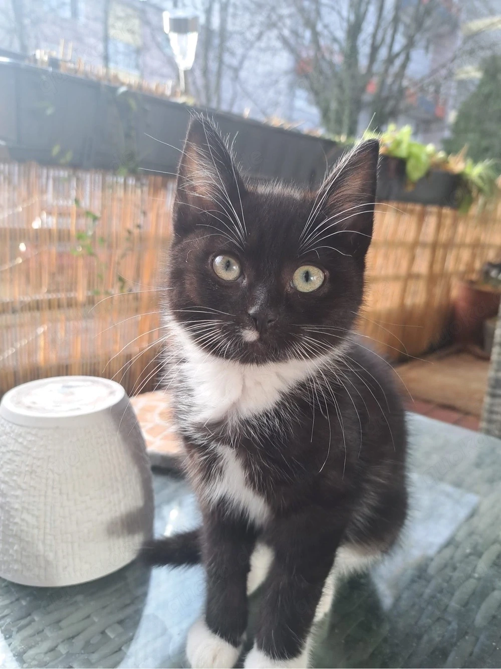 Pflegekitten Albert sucht Traumzuhause!