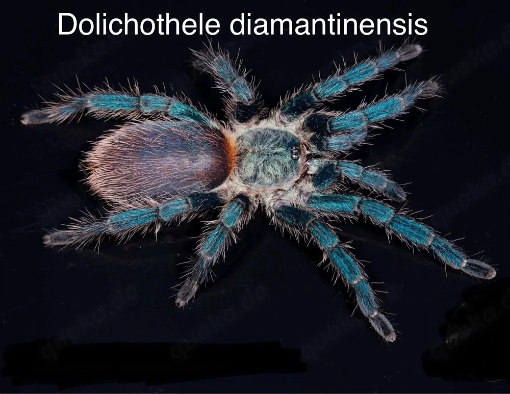 Biete Vogelspinnen für Börse Ulm