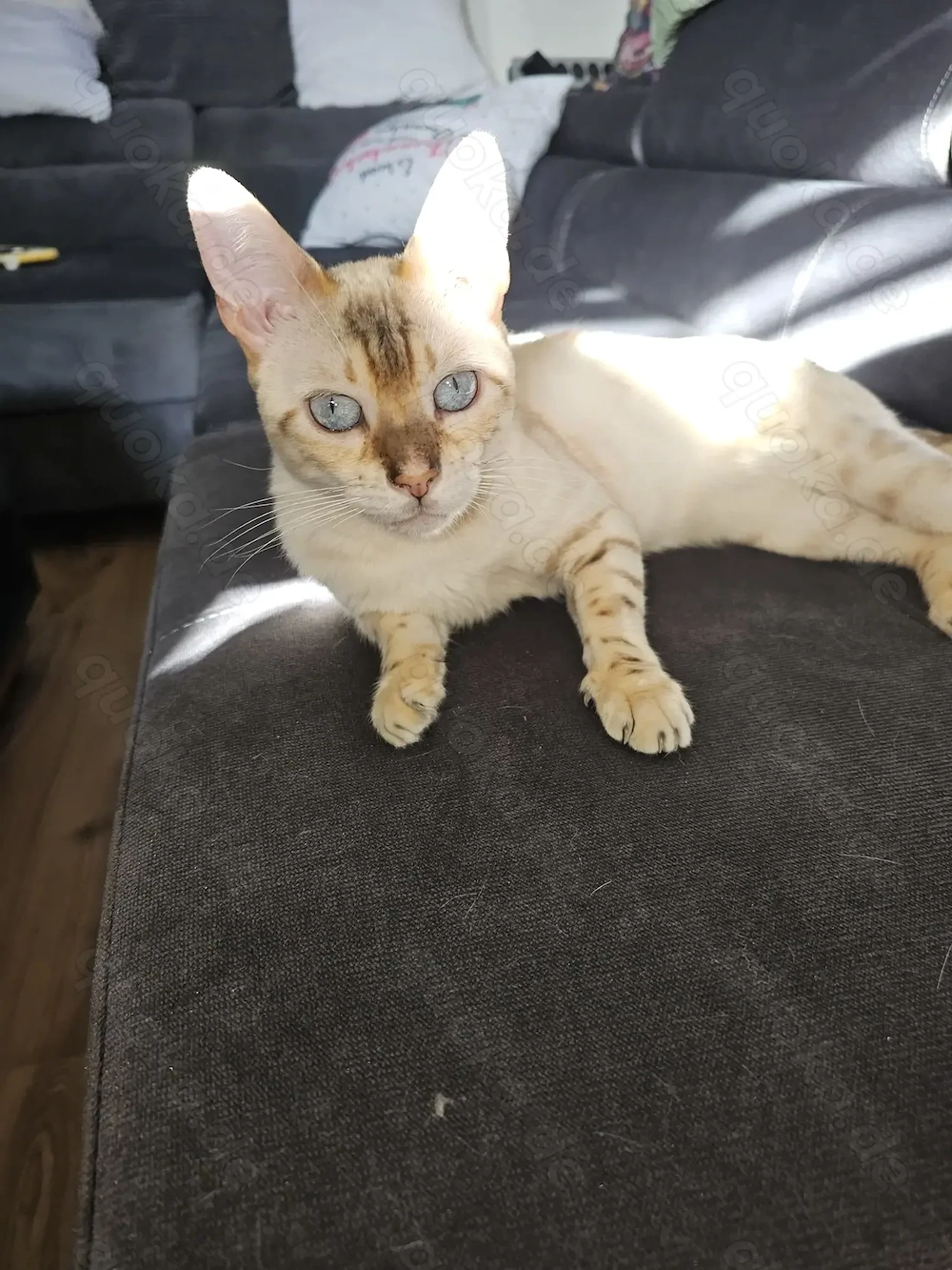 Snow Bengal Katze 