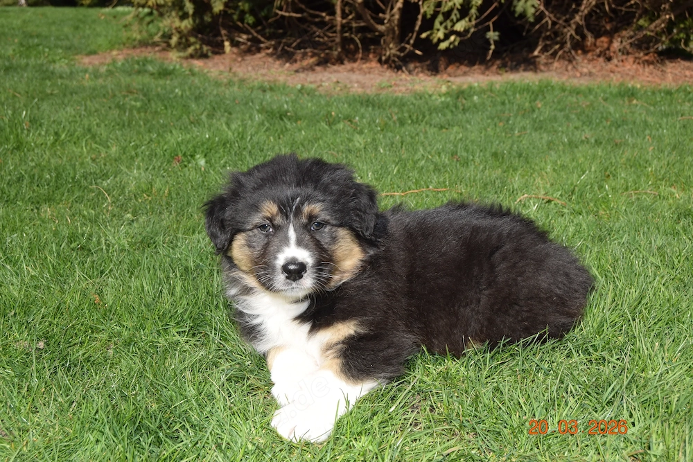 Aussie Hündin der Extraklasse,reine Showlinie,  aus seriöser Zucht!!