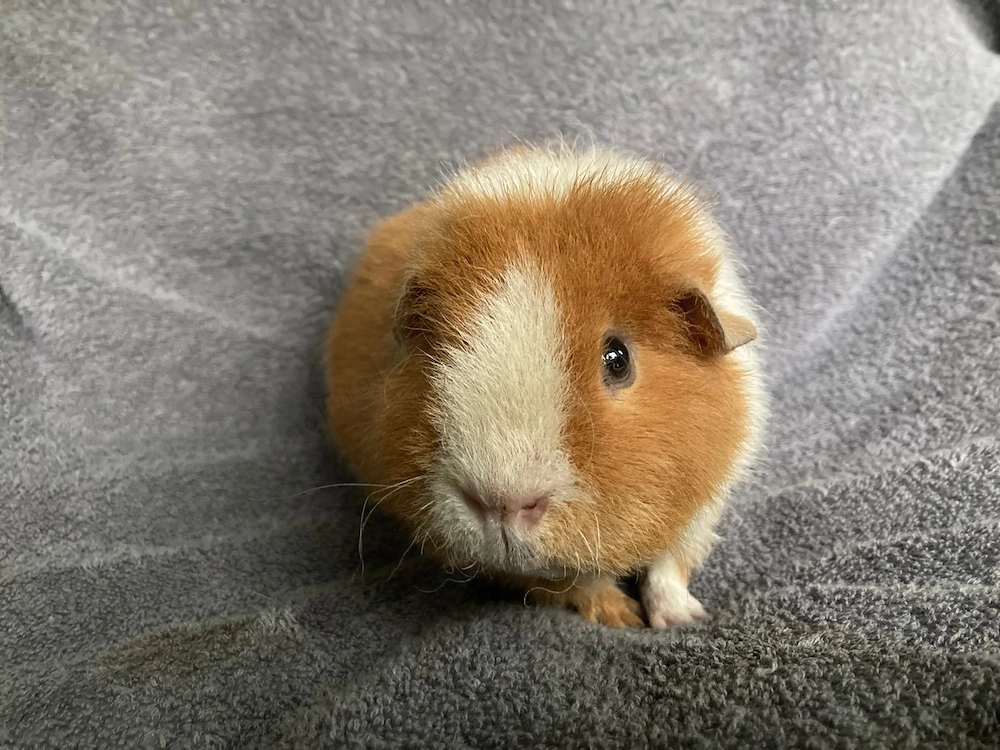Meerschweinchen gesucht... ?