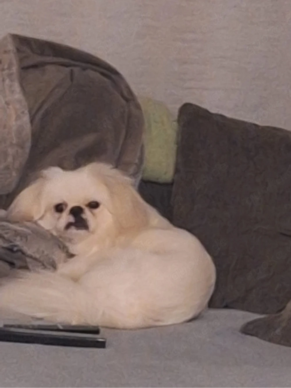 Pekinese Weiß 2 Jahre alt Namens Balou