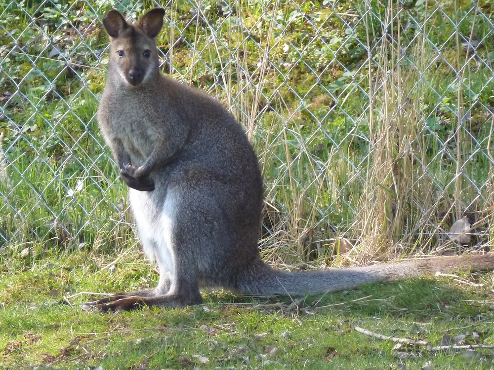 Bennett Känguru Bock