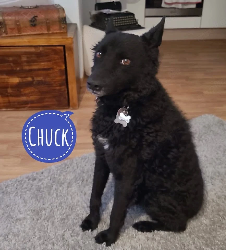 Chuck, gut erzogener und bildhübscher Kroatischer Schäferhund