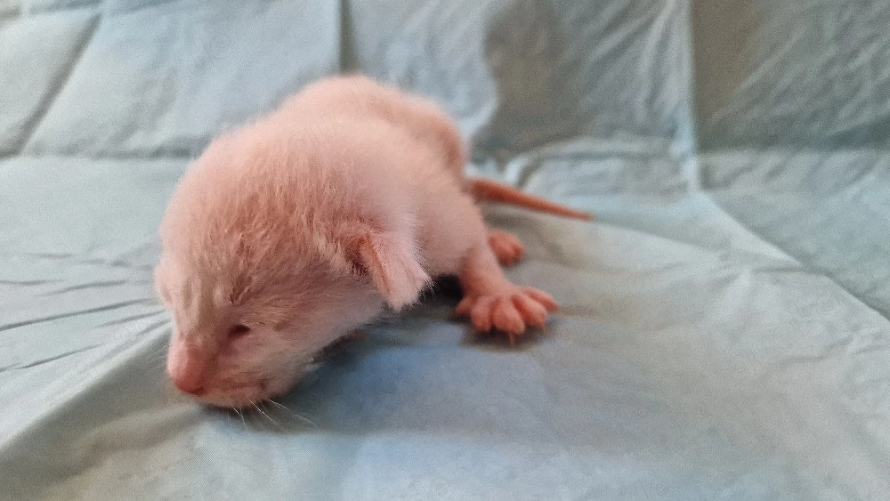 Reinrassige Siamesen kitten 