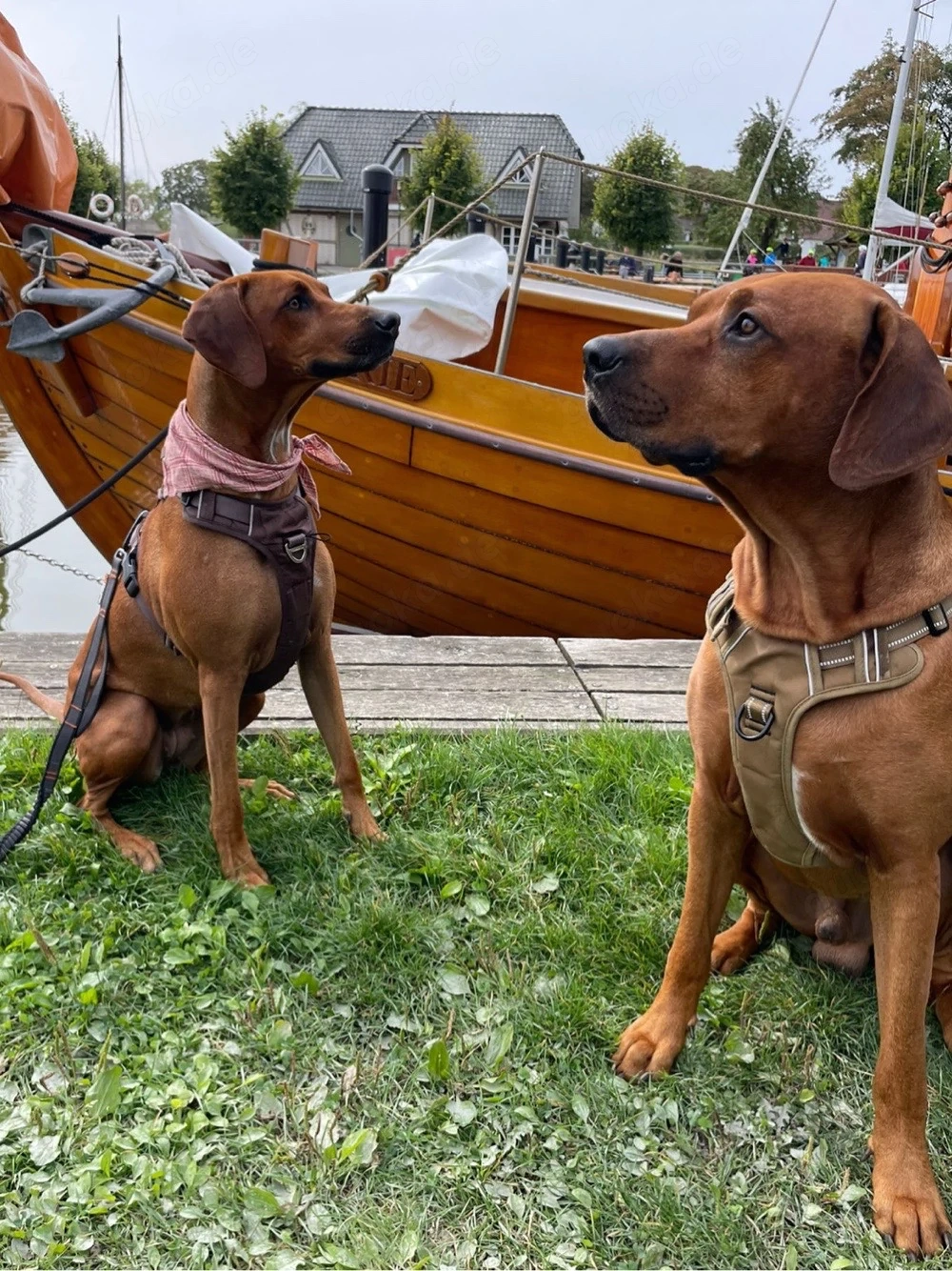 Rhodesian Ridgeback Welpen