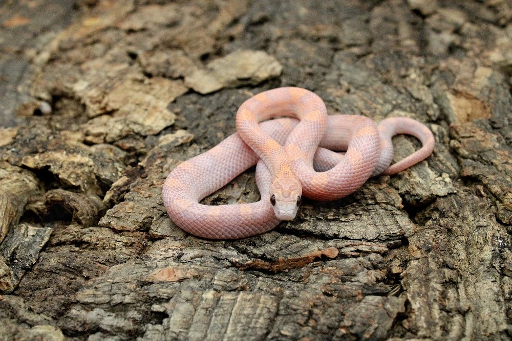 Kornnattern ENZ 2025