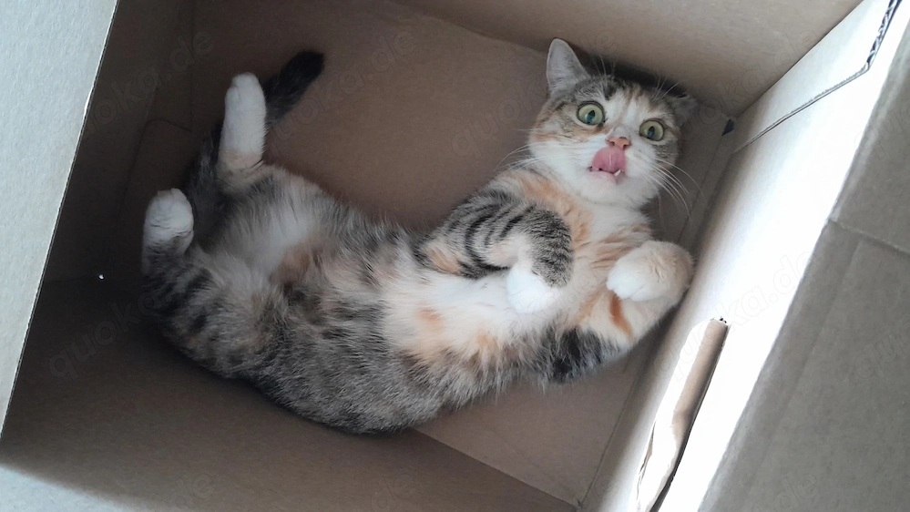 Lucy sucht dringend ein zuhause 