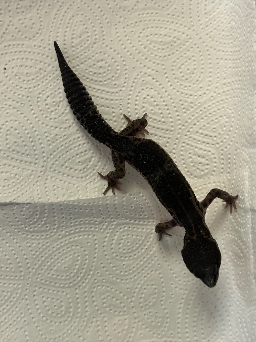 Leopardgecko 0.1 Blacknight pure aus Juli 2025