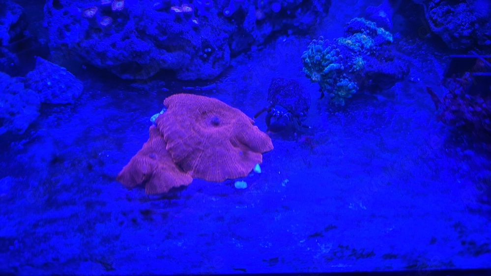 Discosoma Rot 