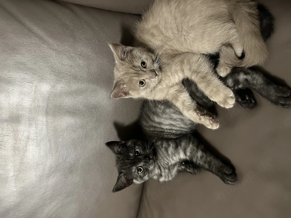 Bkh Kitten männlich und weiblich 