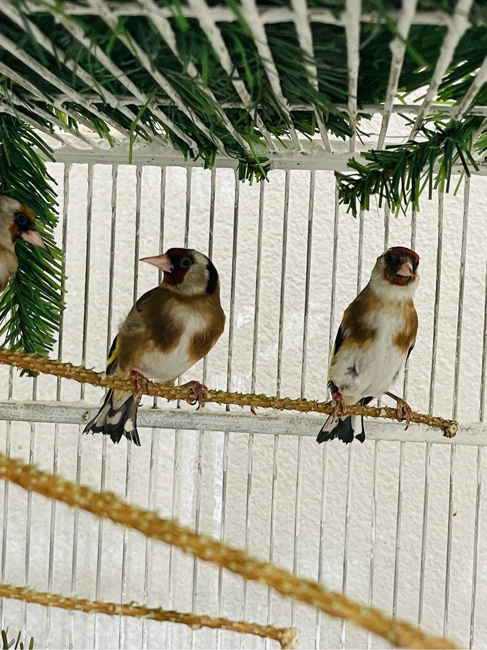 European Goldfinch