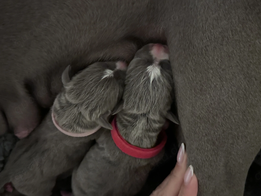 Wurfankündigung American Staffordshire blueline 