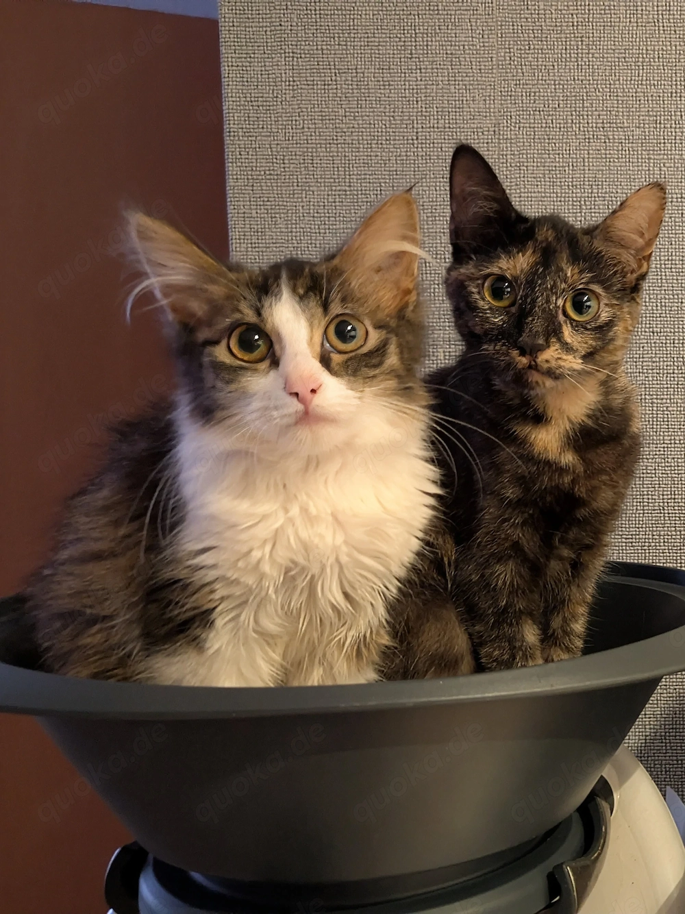 2 katzen abzugeben