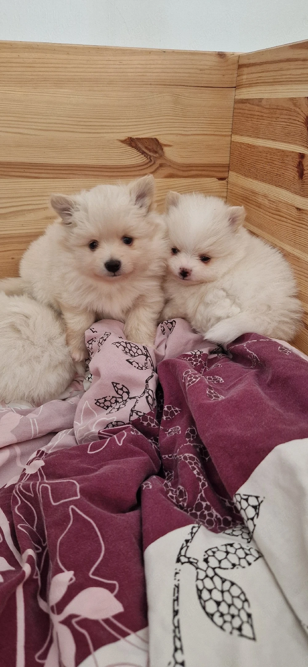 Pomeranian Zwergspitz 