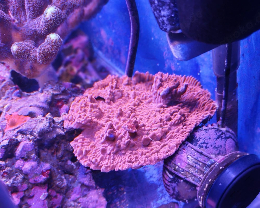 Montipora Digitata Ableger