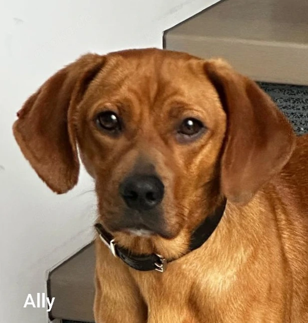 Ally   klein ca. 9kg, sucht passende Menschen