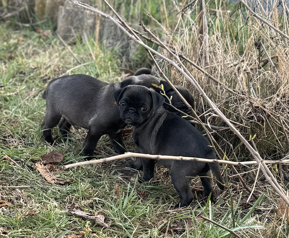 Edel schwarze Altdeutsche Möpse