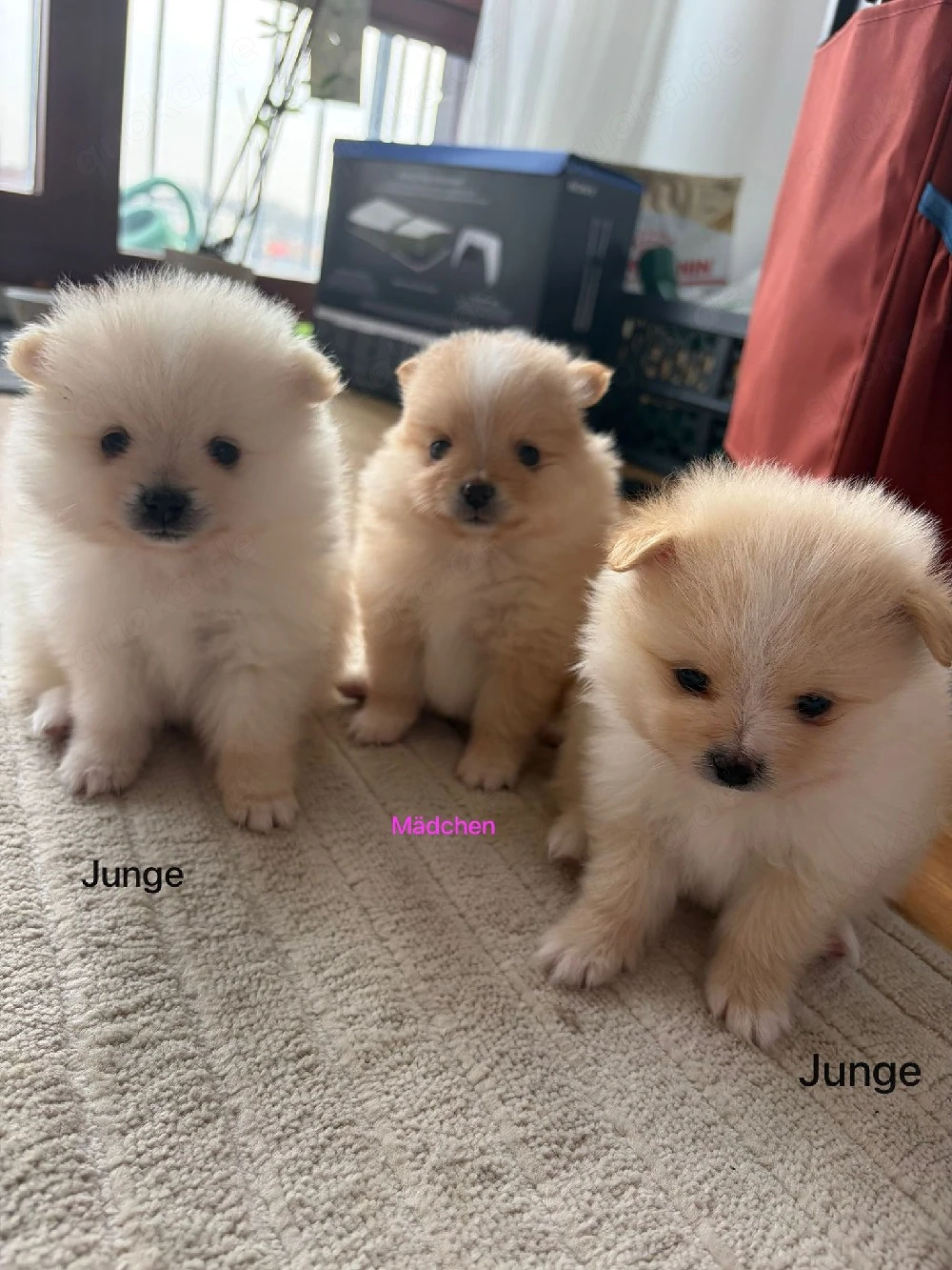 pomeranian zwergspitz junge welpen