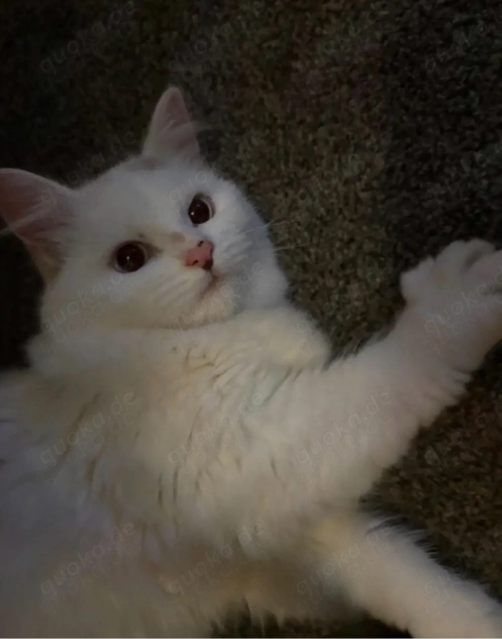 Siam-Mix Katze (weiblich)   verspielt & verschmust   8 Monate