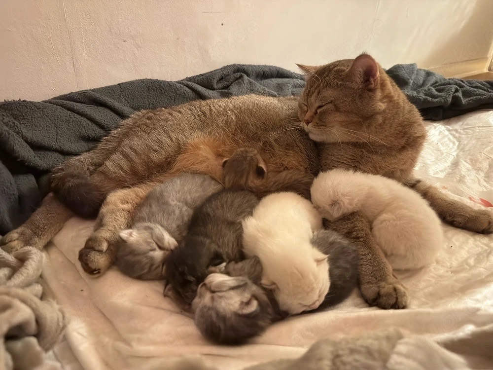 Reinrassige BKH Kitten