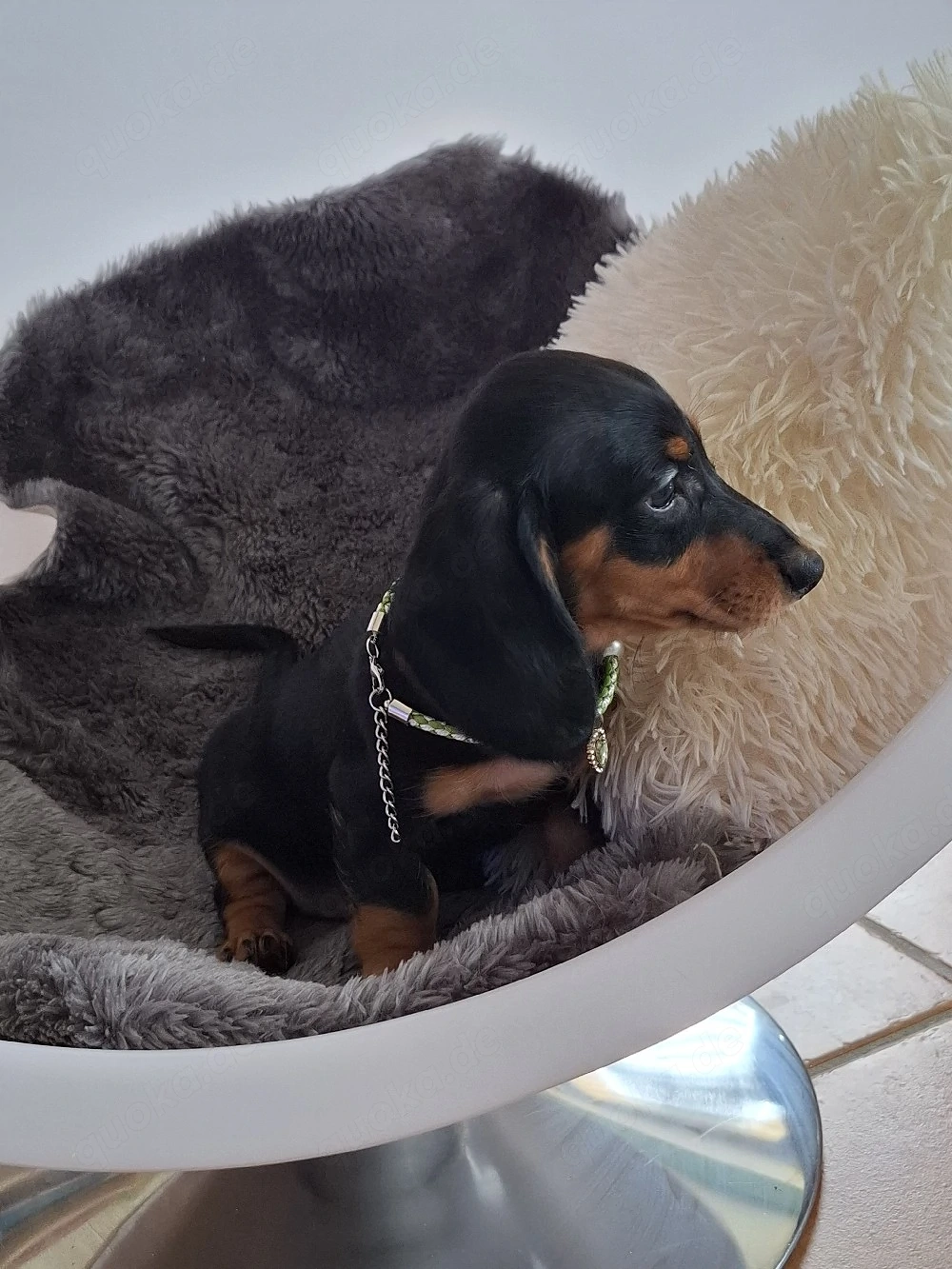 Zwergdackel Welpen ab sofort 