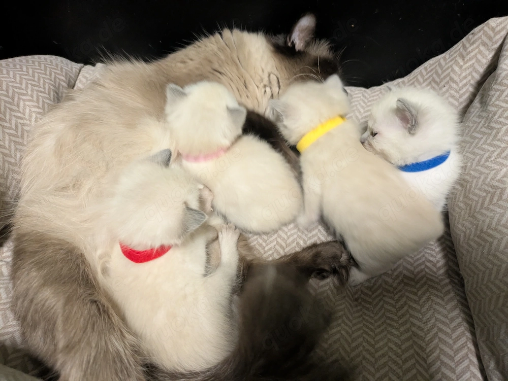 Bezaubernde Siam Blutpoint Heiligen Birma Kitten
